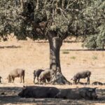 Cerdos ibéricos en la dehesa